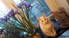 Антикошка москитная сетка